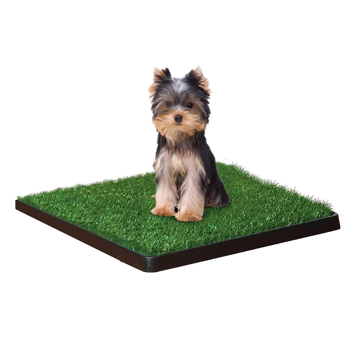 Indoor Potty J32647