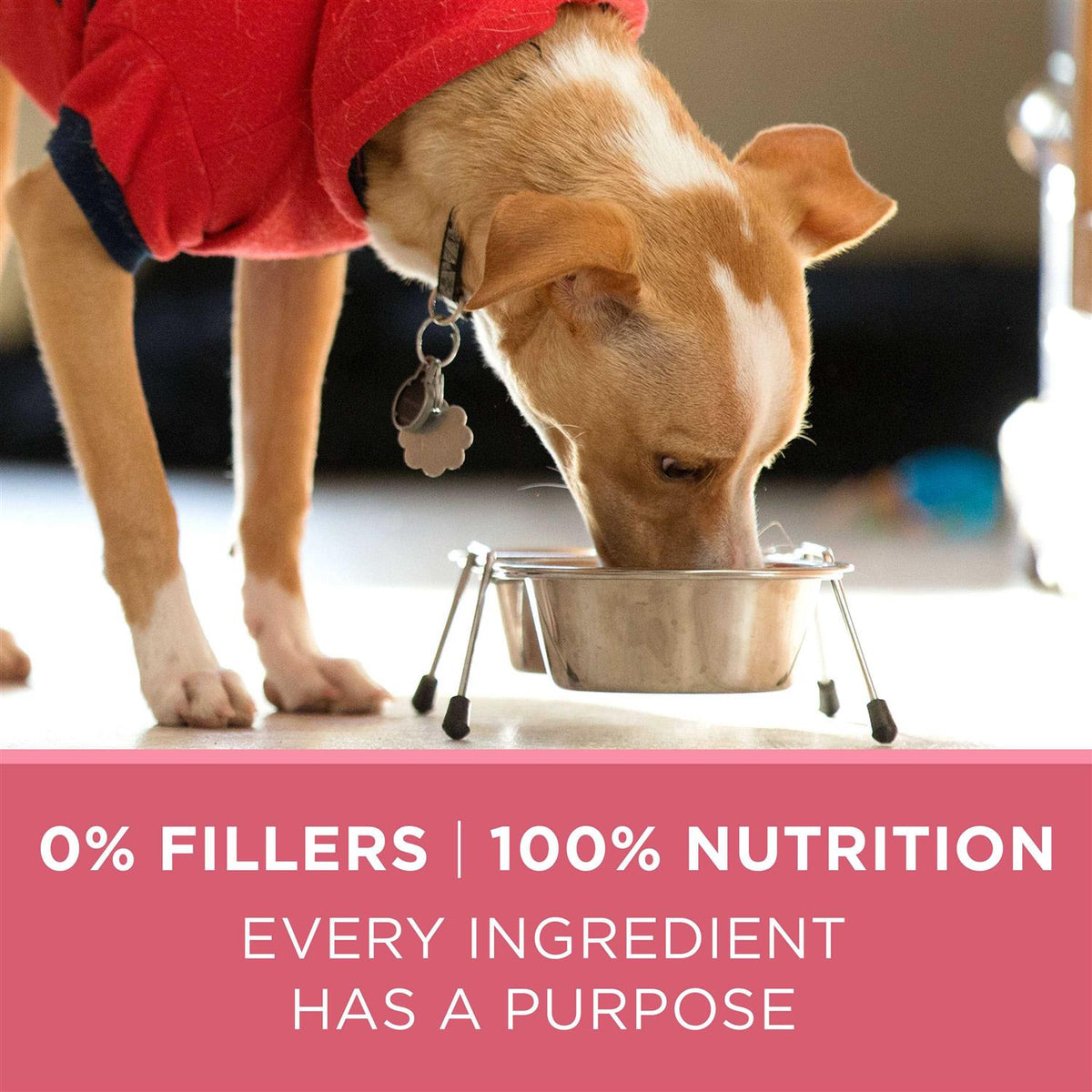Dry Dog Food J46657