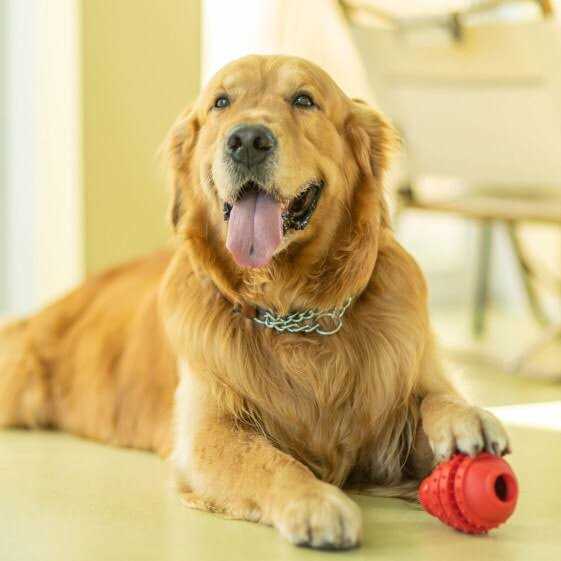 Dog Toy U3362