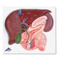 Liver with Gall Bladder Pancreas and Duodenum Model E5032