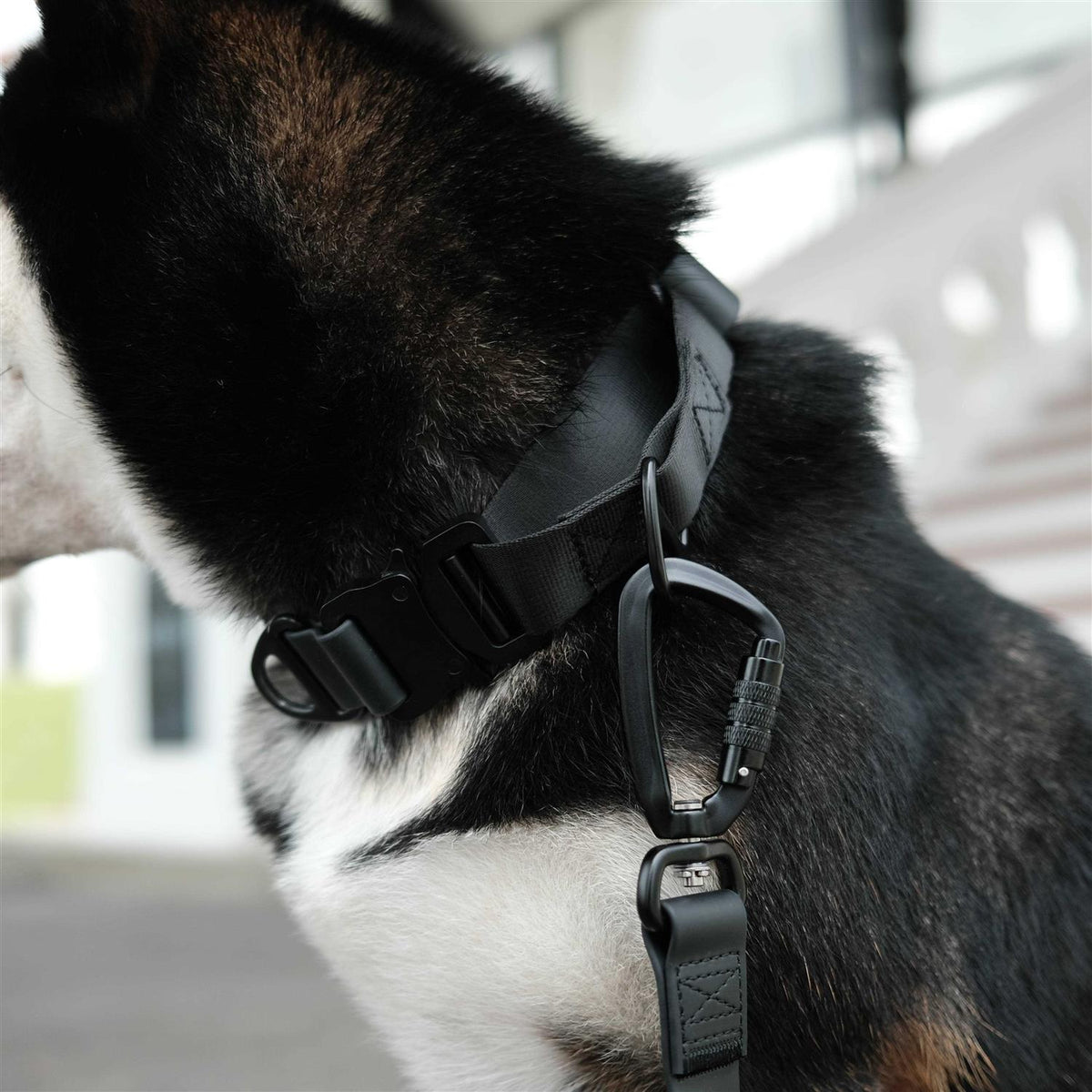 Waterproof Martingale Collar V475548