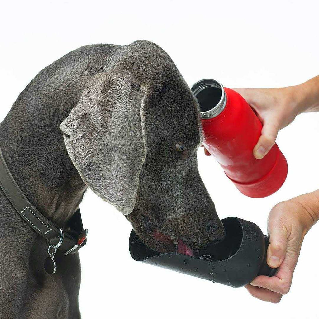Insulated Stainless Steel Dog Water Bottle B6347
