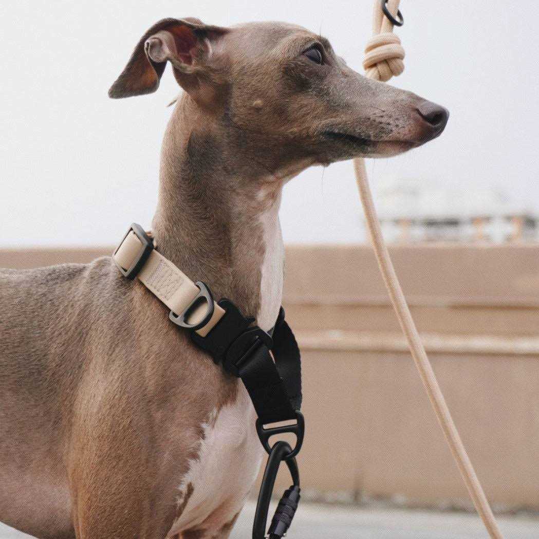 Waterproof Martingale Collar V475548