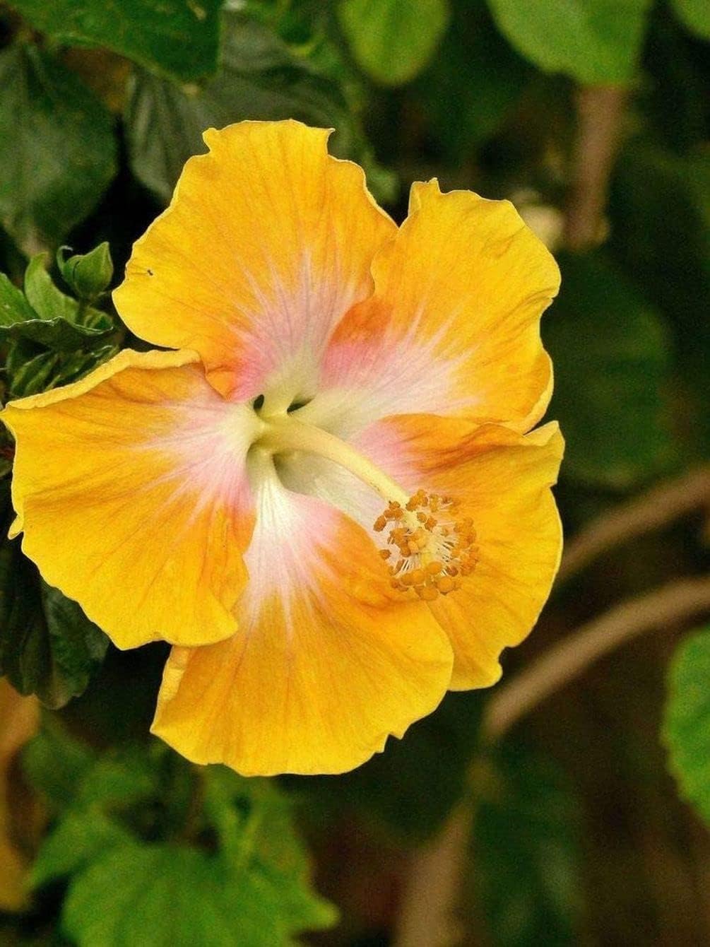 Giant Exotic Coral Hibiscus Flower B45569