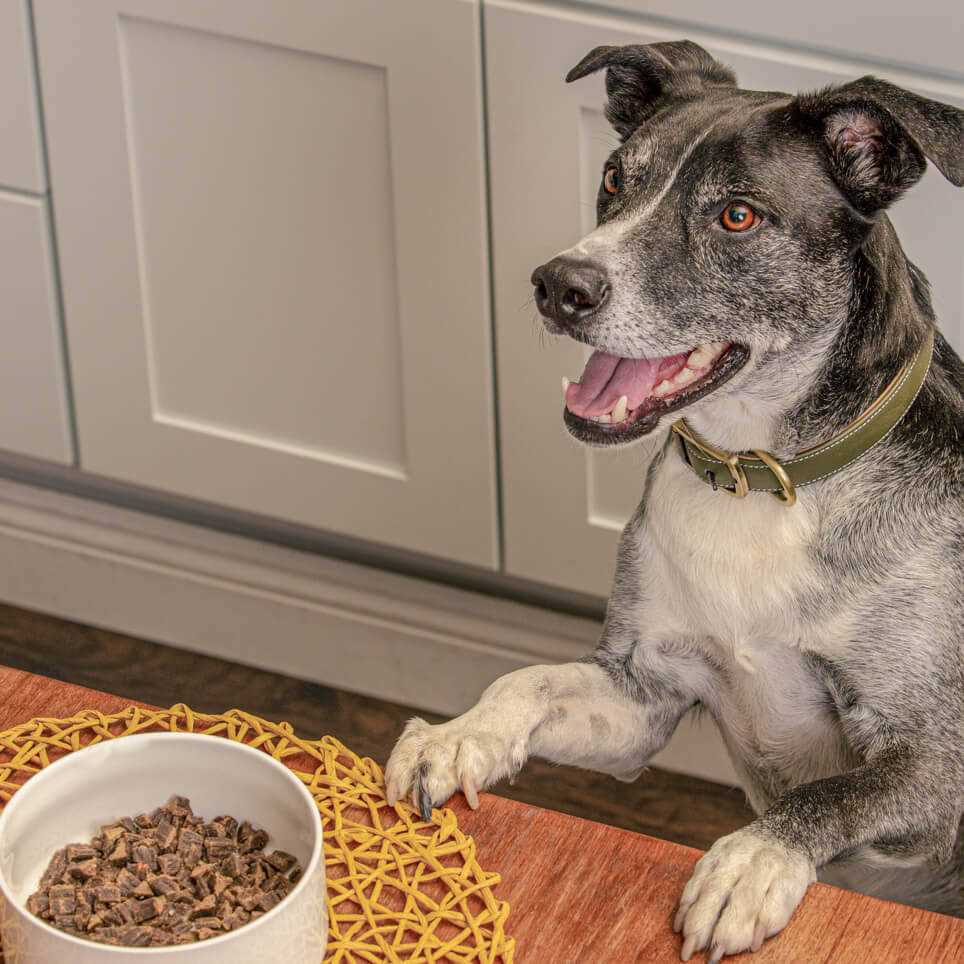 Air Dried Chicken Dog Food T1589