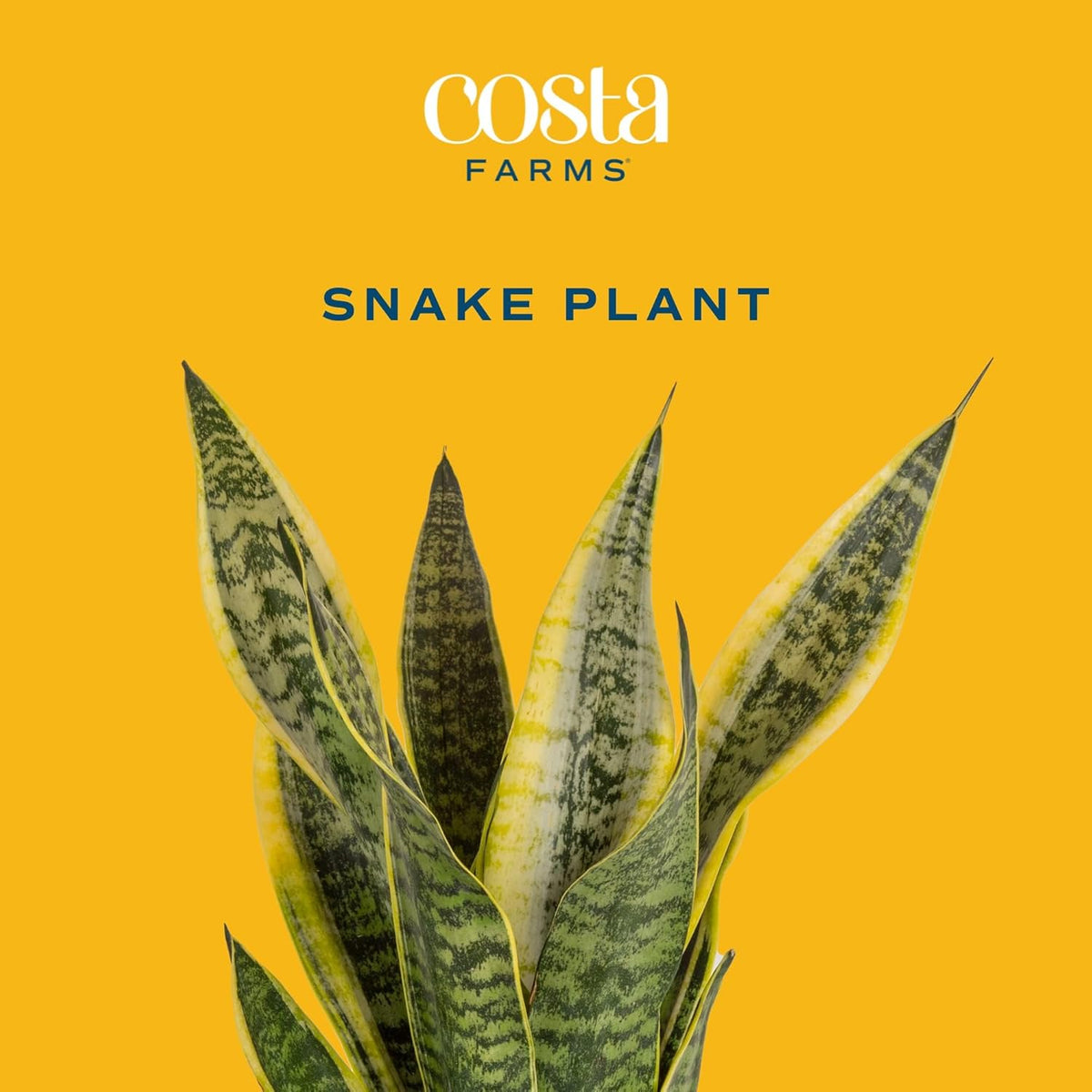 Snake Plant Live Indoor Plant, 12-Inch Tall, Green, Yellow H14265