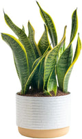 Snake Plant Live Indoor Plant, 12-Inch Tall, Green, Yellow H14265