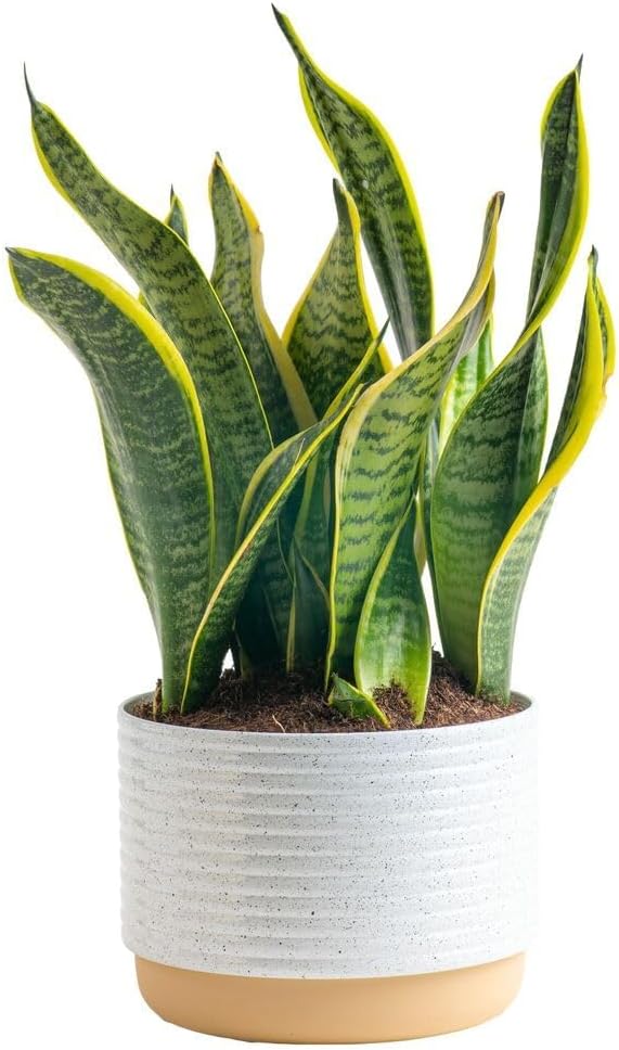 Snake Plant Live Indoor Plant, 12-Inch Tall, Green, Yellow H14265