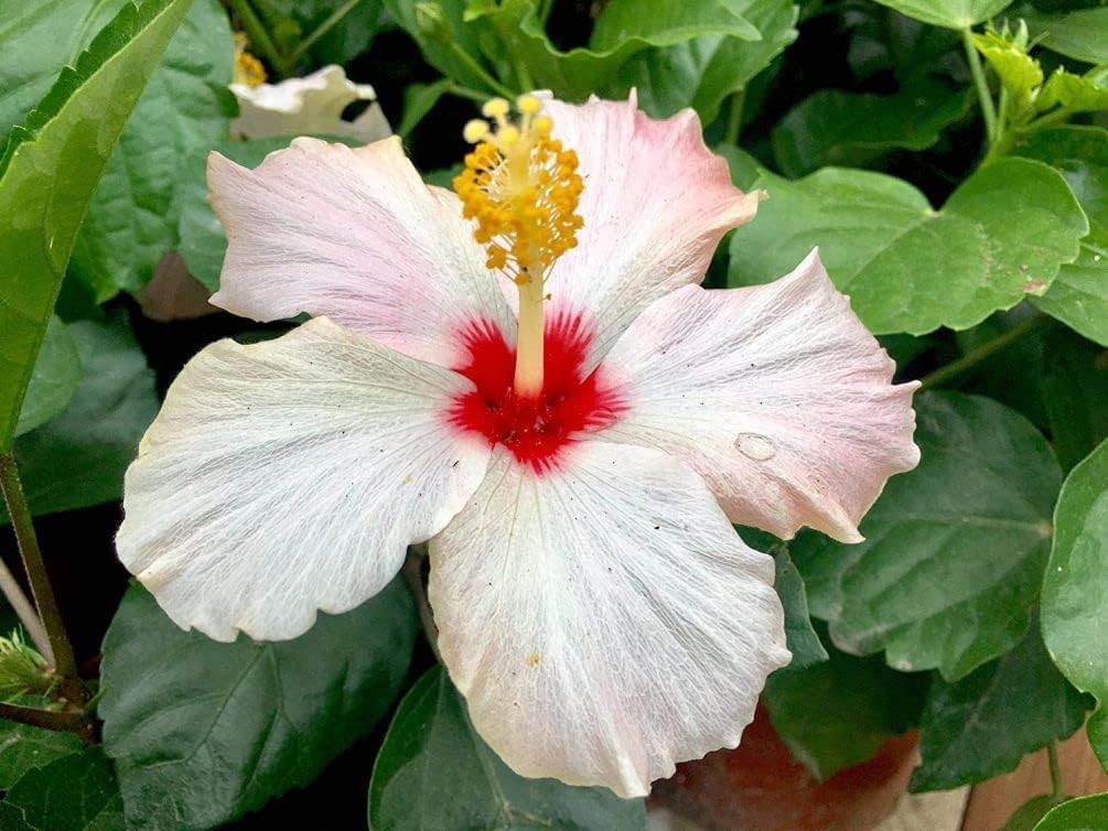 Giant Exotic Coral Hibiscus Flower B45569