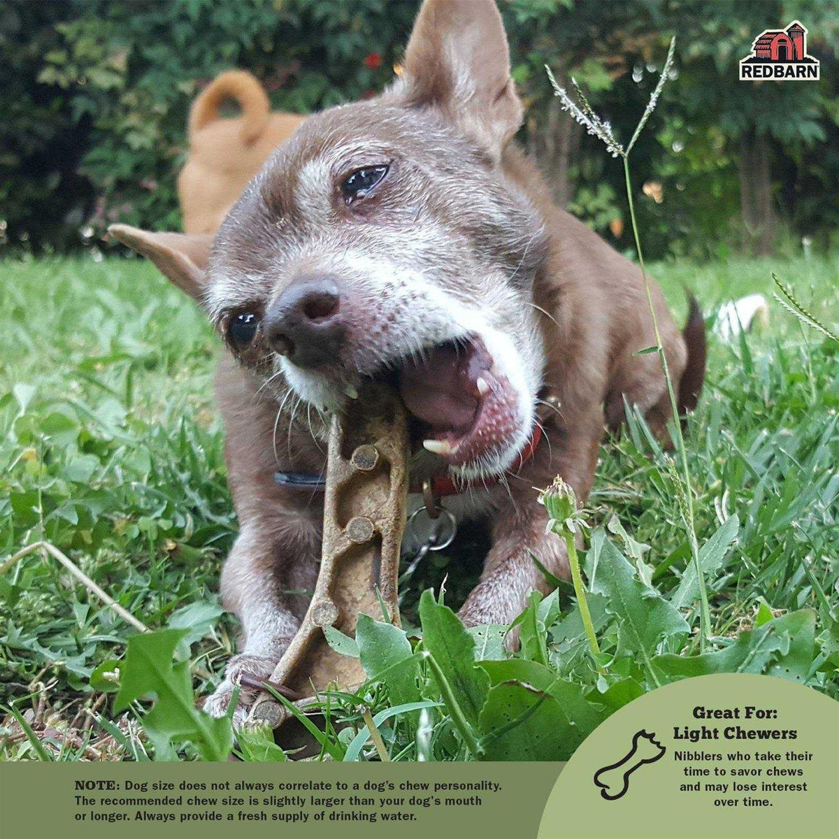 Dental Dog Chew F8199