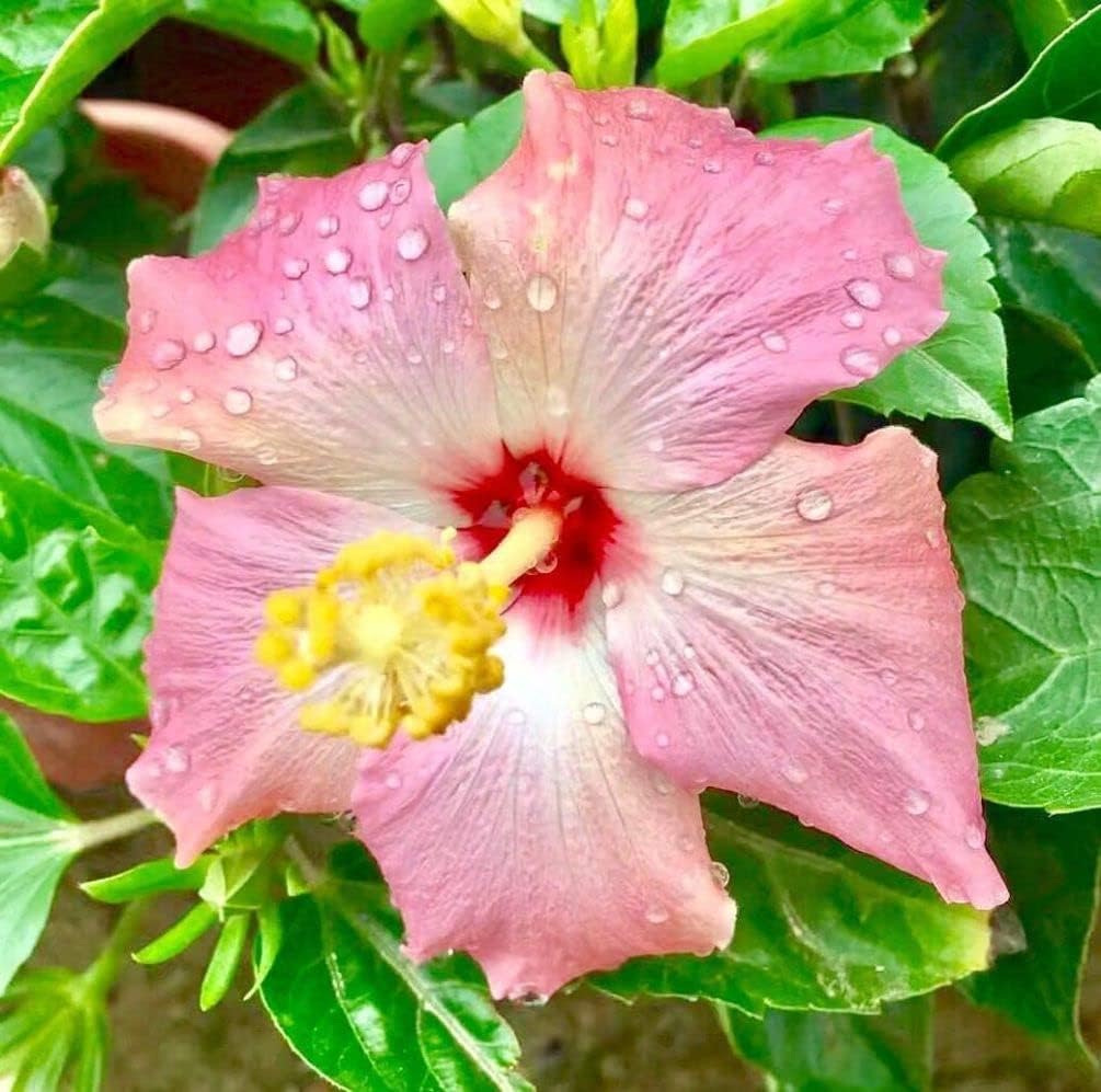 Giant Exotic Coral Hibiscus Flower B45569