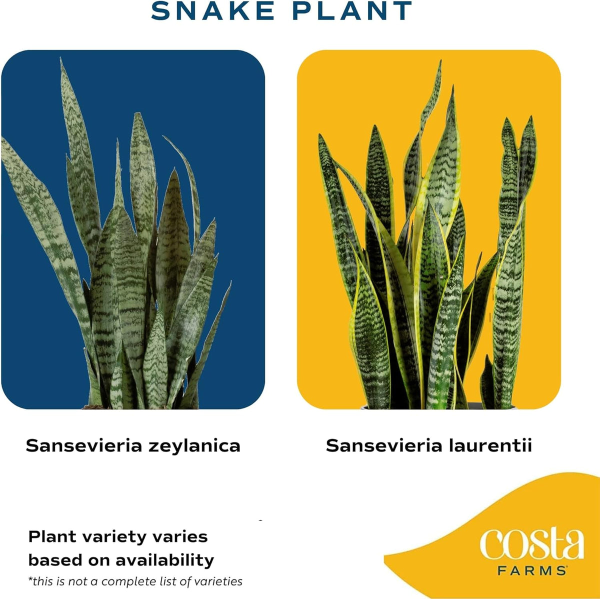 Snake Plant Live Indoor Plant, 12-Inch Tall, Green, Yellow H14265