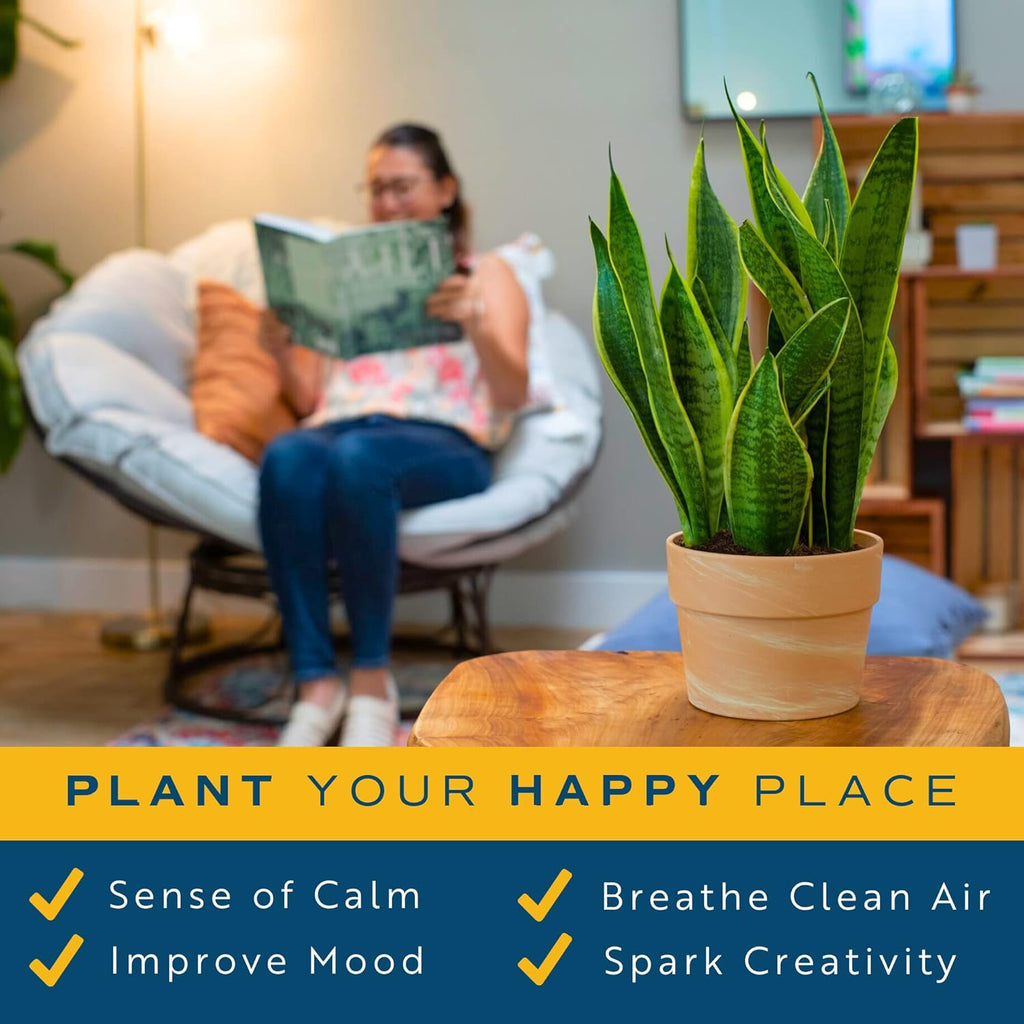 Snake Plant Live Indoor Plant, 12-Inch Tall, Green, Yellow H14265
