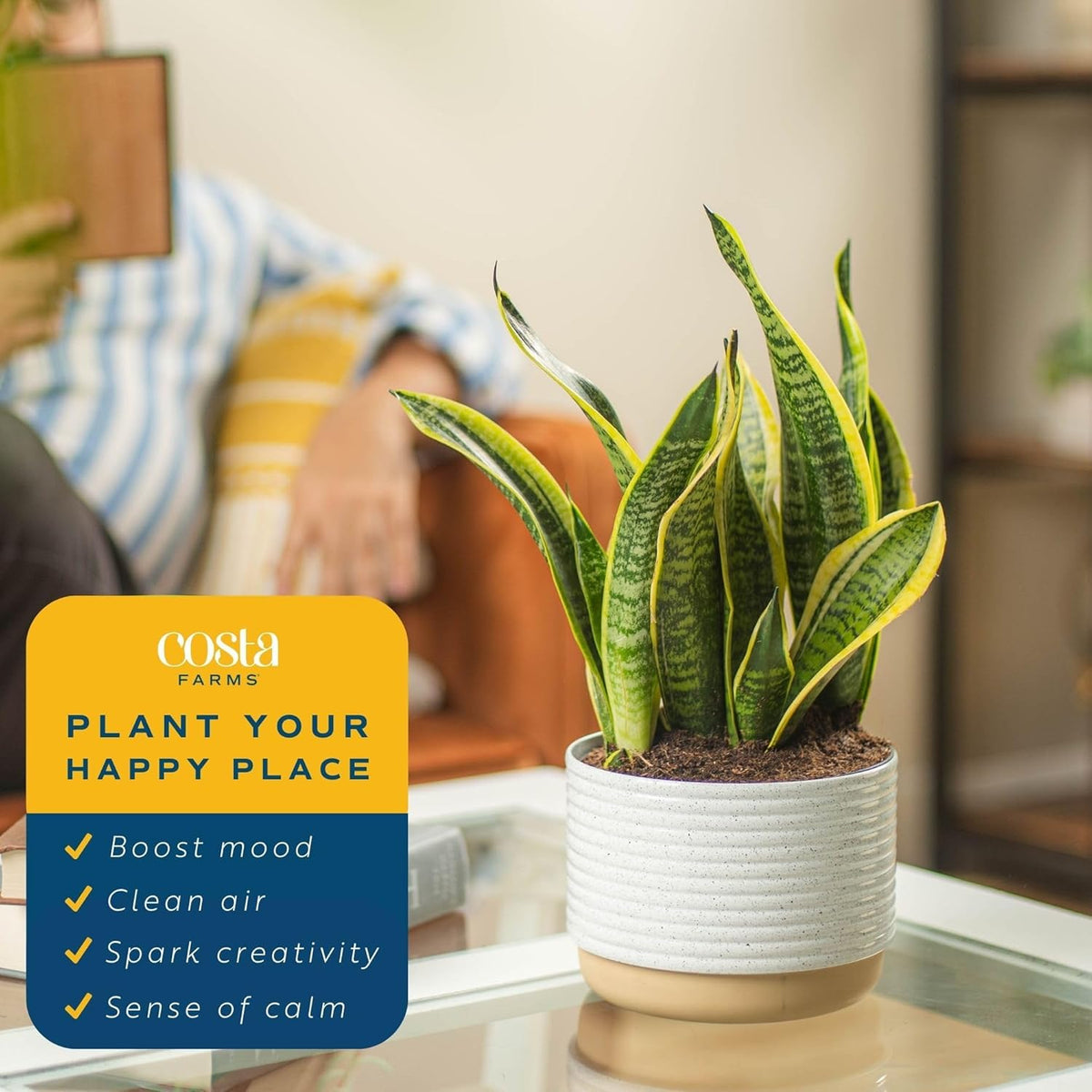 Snake Plant Live Indoor Plant, 12-Inch Tall, Green, Yellow H14265