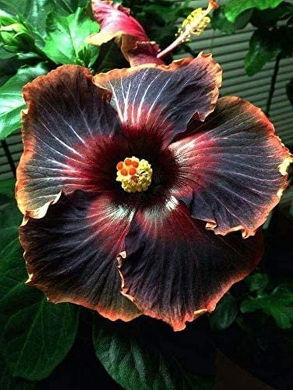 Giant Exotic Coral Hibiscus Flower B45569