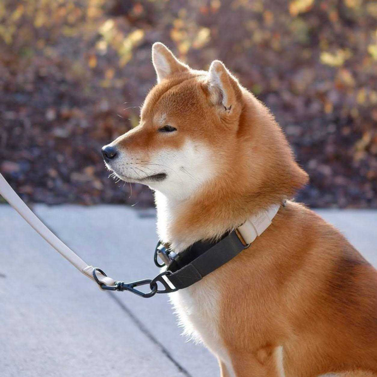 Waterproof Martingale Collar V475548