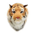 Tiger Head Brown Wall Hanging I5709