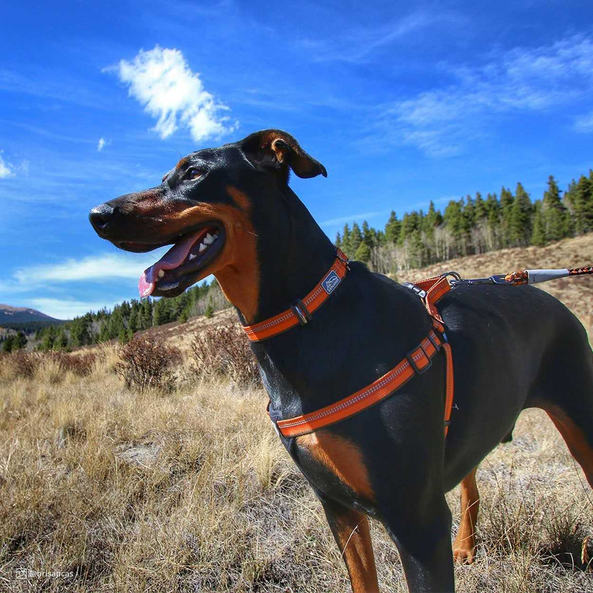 Reflective Adjustable Padded Dog Harness P62791