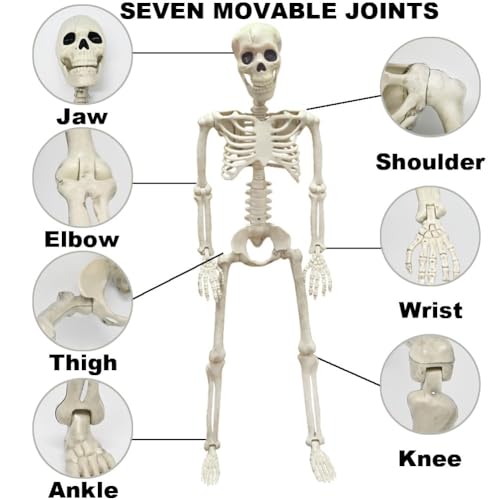 5.4Ft Posable Life Size Skeleton with Glowing Eyes N847