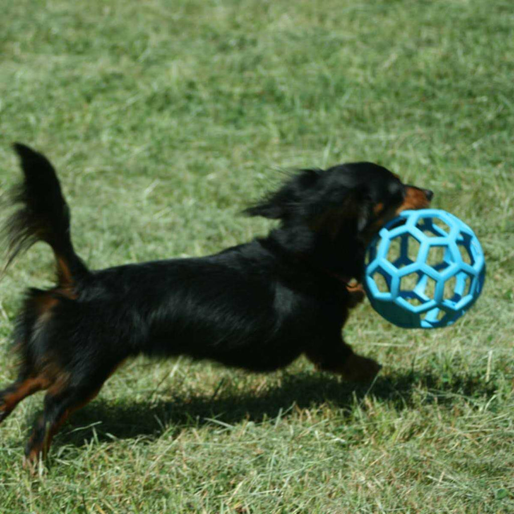 Dog Toy W240974