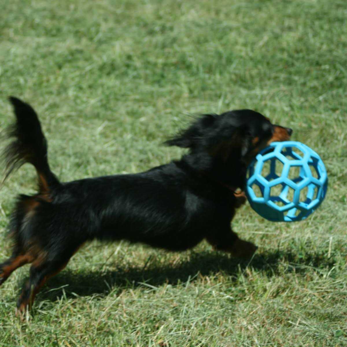 Dog Toy W240974