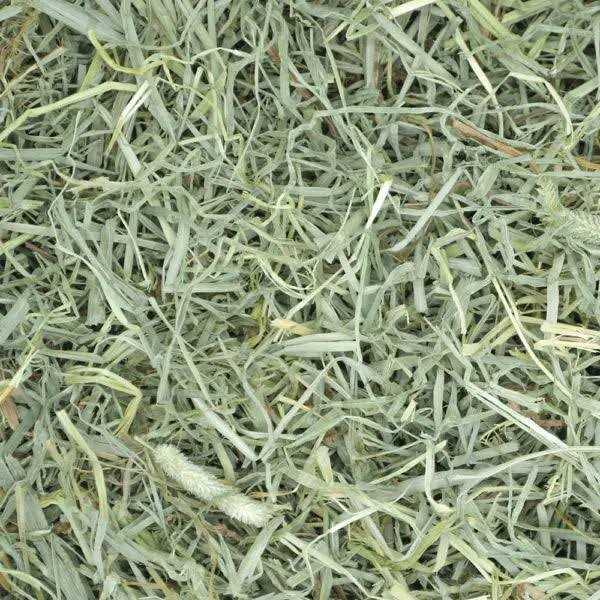 Timothy Hay Small Pet Food A37990